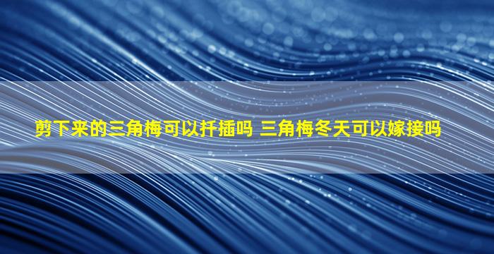 剪下来的三角梅可以扦插吗 三角梅冬天可以嫁接吗